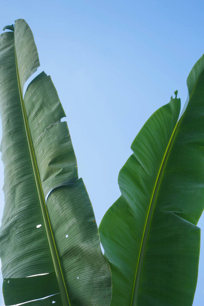 Green banana leaves on isolated clear blue sky background - Photo, Image