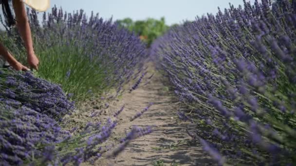 A female worker cuts lavender in a lavender field. Focus in the foreground. The figure of a woman is blurred. - Video, Çekim