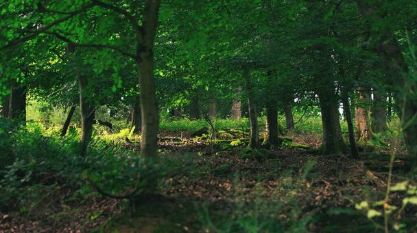 Uma bela vista de uma floresta com árvores verdes em um dia ensolarado - Foto, Imagem