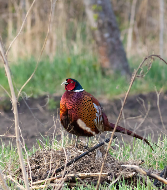 Ring-necked Pheasant, Phasianus colchicus, Common Pheasant. The male is puffed up. - Fotografie, Obrázek