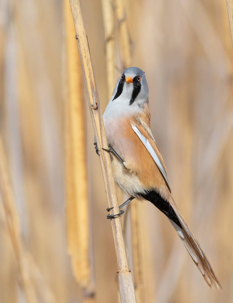 Bearded reedling, Panurus biarmicus. A bird sits on a reed stalk by the river. - Zdjęcie, obraz