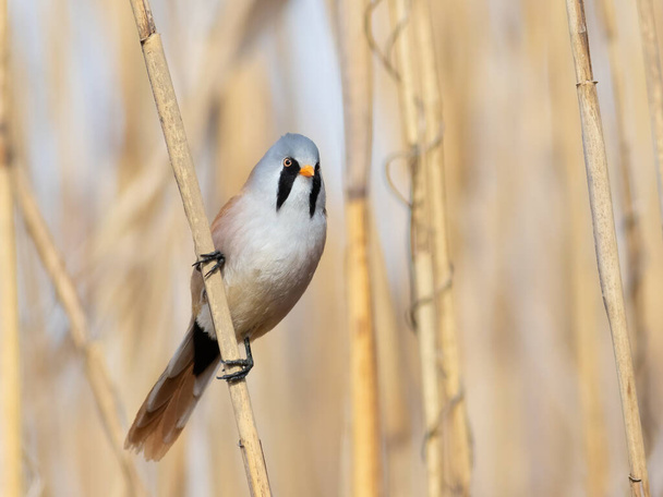 Bearded reedling, Panurus biarmicus. A bird sits on a reed stalk by the river. - Foto, Imagen