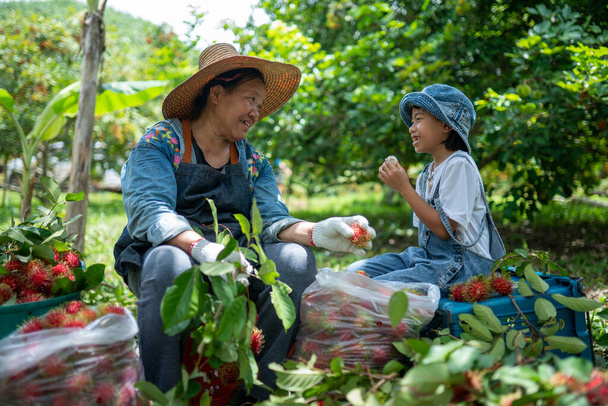 Grand-mère et petite-fille heureux sentiment récolte rambutans ensemble - Photo, image