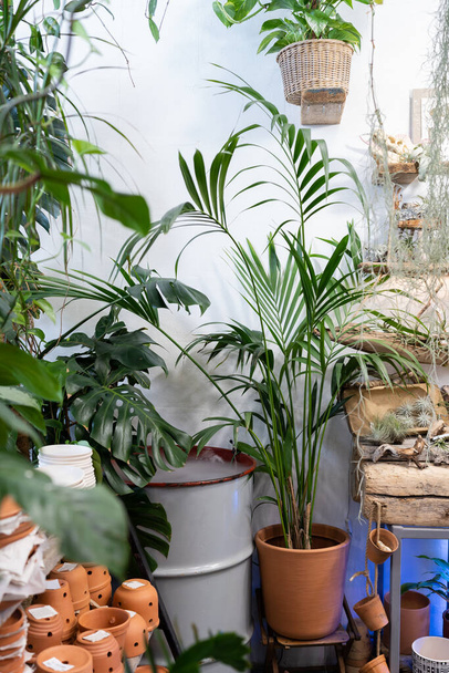 Tropical ornamental plants shop for home. Hovea palm, Monstera, tillandsia and terracotta pots in greenhouse flower shop or nursery plant. Home gardening concept - Foto, Imagem