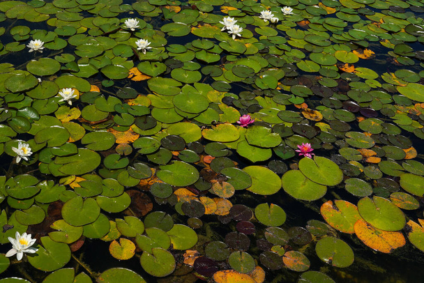 Zielone liście i kwiaty lotosu w stawie na wodzie - Zdjęcie, obraz