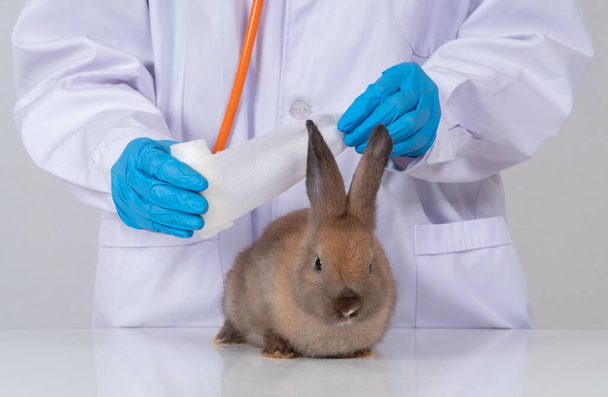 Ветеринари Використовували пов'язку для обгортання пухнастого кролика зламаним вухом, щоб змочити вухо. Концепція охорони здоров'я тварин з професіоналом у лікарні тварин
 - Фото, зображення