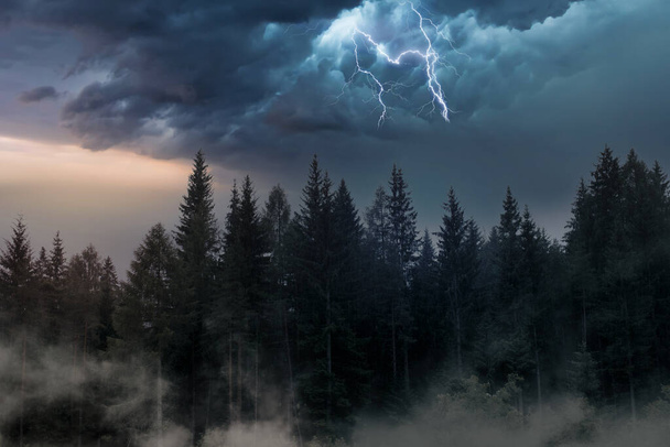 thunderstorm with lightning at sunset in a fir forest - Foto, Imagen