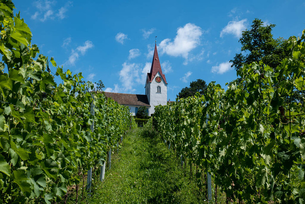 Green vineyard rows of vines on a hill in Switzerland, Europe. Sunny summer day, church tower in the background , no people - Foto, imagen