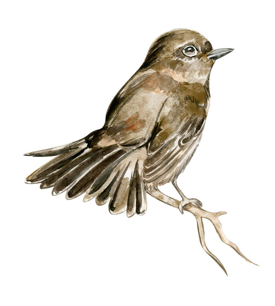 A small bird sits on a branch - Vetor, Imagem