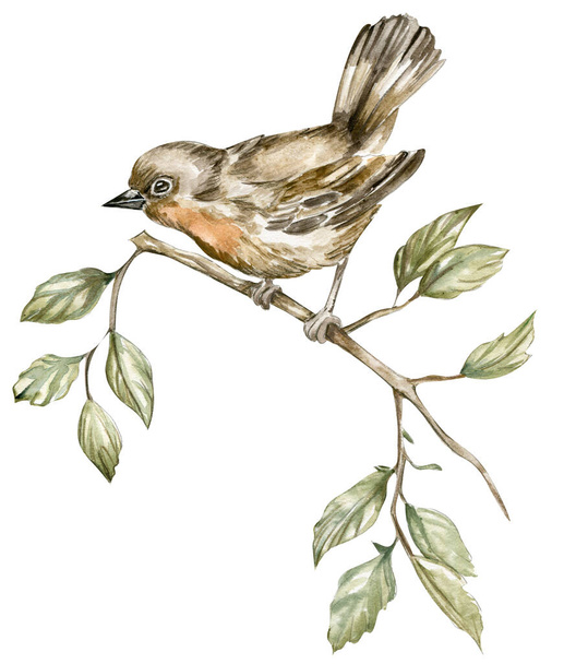 um pequeno pássaro senta-se em um ramo
 - Vetor, Imagem