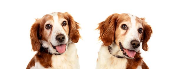 Beautiful portrait of two hunter dogs isolated on a white background  - Photo, Image