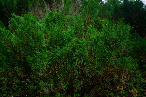 Mur de feuilles vert naturel, fond de texture - Photo, image