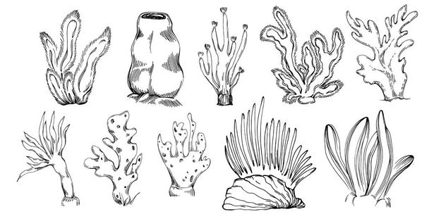 Hand drawn corals isolated on white. Sketch drawing - Vetor, Imagem