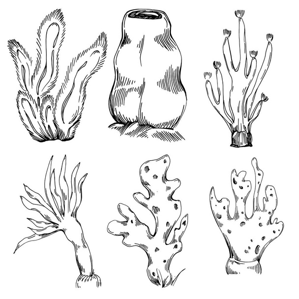 Hand drawn corals isolated on white. Sketch drawing - Vektör, Görsel