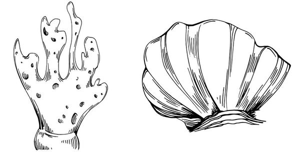 Hand drawn corals isolated on white. Sketch drawing - Vector, Imagen