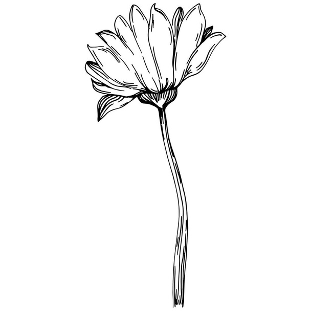 夏のひまわり。孤立した植物の花、葉。黒と白の彫刻スケッチインクアート。葉植物植物園花の葉。ワイルドフラワードローイングリーフイラスト要素. - ベクター画像