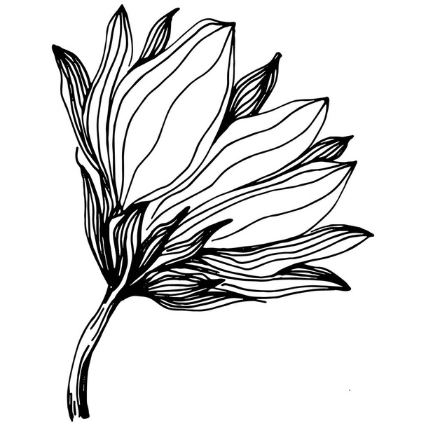 Подсолнух летом. Изолированный ботанический цветок, листья. Черно-белый рисунок с гравировкой. Цветочная листва ботанического сада. Элемент иллюстрации листьев полевого цветка. - Вектор,изображение