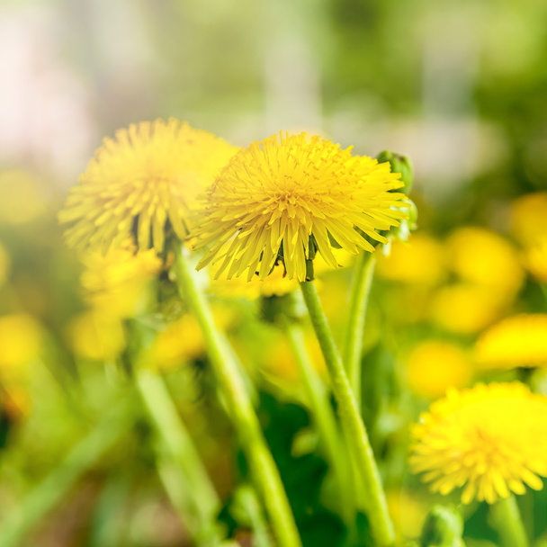 Dandelions on a background of flowers and green grass. - Fotografie, Obrázek