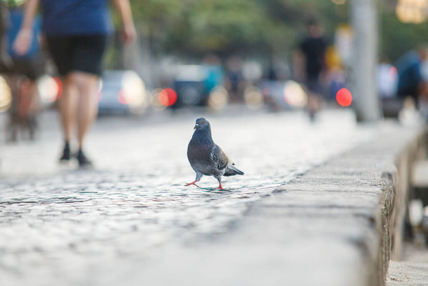 pigeon with piece of bread outdoors in Rio de Janeiro. - Foto, Imagen