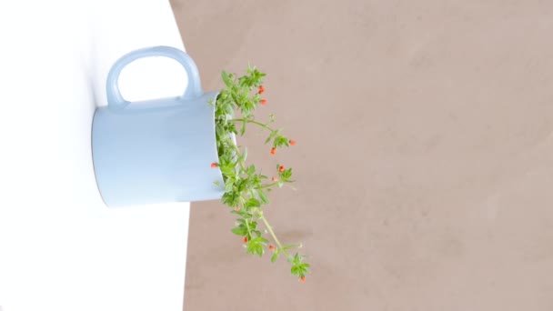Vídeo vertical, enfoque en, una planta agradable con flores de color naranja en una taza azul sobre un fondo blanco, fondo de pantalla de vídeo minimalista - Metraje, vídeo
