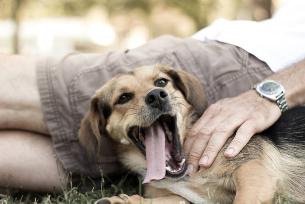 Hond knuffelt met zijn eigenaar, in het openbaar park - Foto, afbeelding