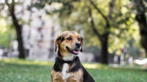 Μικρό χαριτωμένο πορτρέτο σκύλου σε εξωτερικούς χώρους - Φωτογραφία, εικόνα