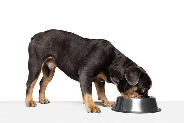 Have a lunch. Beloved pet, cute dog eating from bowl isolated over white studio background. Concept of motion, action, pets love, animal life. Looks happy, delighted. Copyspace for ad. - Photo, image