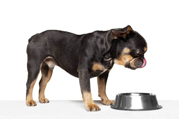 Delicious dish. Beloved pet, cute dog eating from bowl isolated over white studio background. Concept of motion, action, pets love, animal life. Looks happy, delighted. Copyspace for ad. - Zdjęcie, obraz