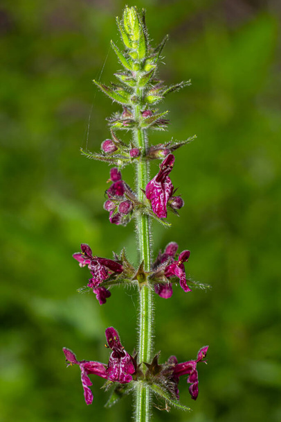 Virágzó vadvirág nevű sövényféreg, Whitespot Stachys sylvatica. - Fotó, kép
