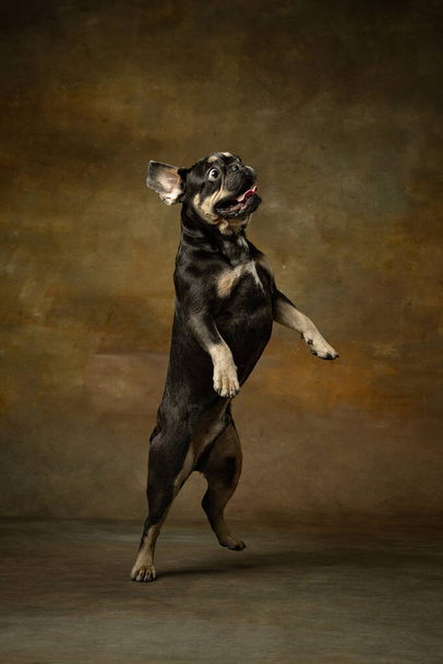 Jumping, playing. Funny active pet, cute dog posing isolated over dark vintage background. Concept of motion, action, pets love, animal life. Looks happy, delighted. Copyspace for ad. - Фото, зображення