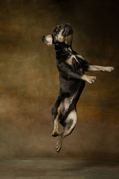 Leisure games. Joyful active pet, cute dog jumping isolated over dark vintage background. Concept of motion, action, pets love, animal life. Looks happy, delighted. Copyspace for ad. - Foto, Imagen