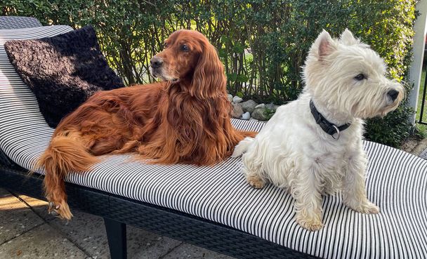 An Irish Setter and a West Highland White Terrier together on a sun lounger - Foto, Bild