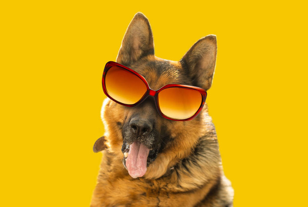 Δροσερό Γερμανικός Ποιμενικός Σκύλος με γυαλιά ηλίου καθρέφτες. - Φωτογραφία, εικόνα