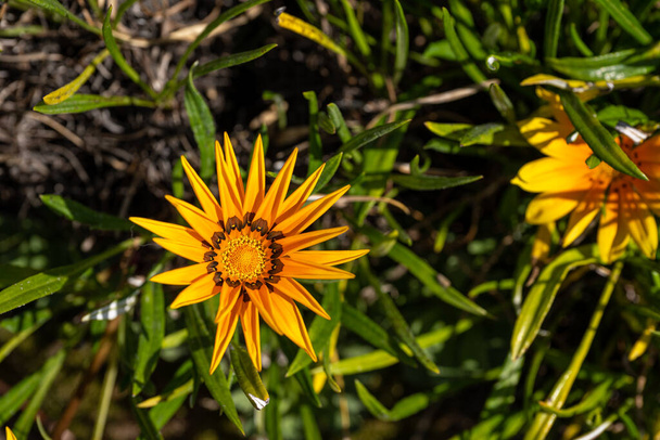 African Daisy, or treasure flowers. Bright yellow and orange Gazania rigens herbaceous plant of the Asteraceae family in full bloom during summer. - Photo, Image
