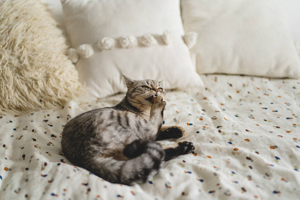 スコットランドのストレートかわいい猫の肖像画。ハッピーペット。灰色のスコットランドストレート猫の睡眠。美しい猫の肖像 - 写真・画像