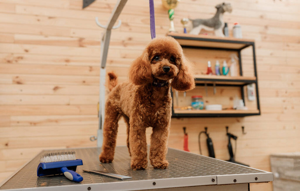 Fino köpeğini tımar masasında profesyonel bir tımarcıdan saç tıraşı bekliyor. - Fotoğraf, Görsel