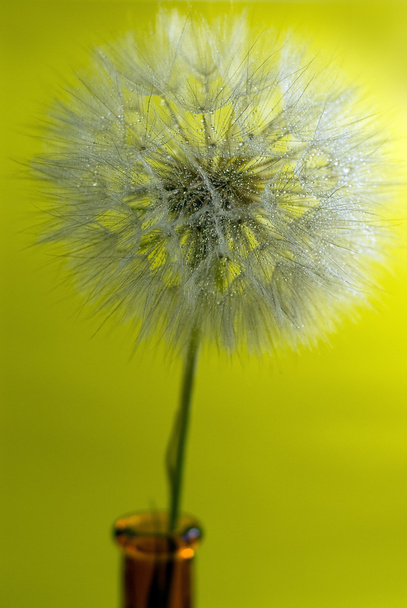 Dandelions with drop water on yellow background - Photo, Image