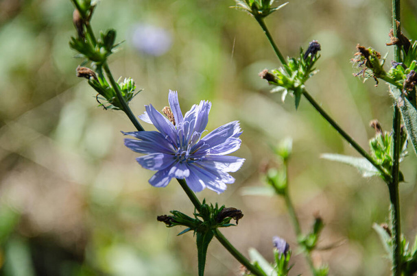 Prachtige blauwe cichorei bloem in de wei op een zonnige zomerdag. Bloei en geur van zomerkruiden. - Foto, afbeelding