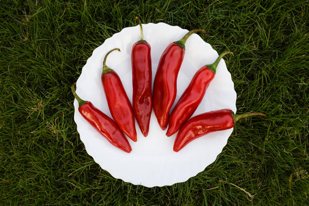 Ripe chili pepper in white plate with natural grass background. Cayenne pepper, thick skin pepper - Fotografie, Obrázek