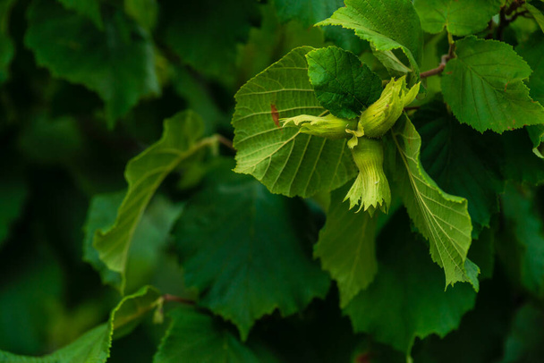 green hazelnut grows   on the tree, Moldova. - Fotoğraf, Görsel