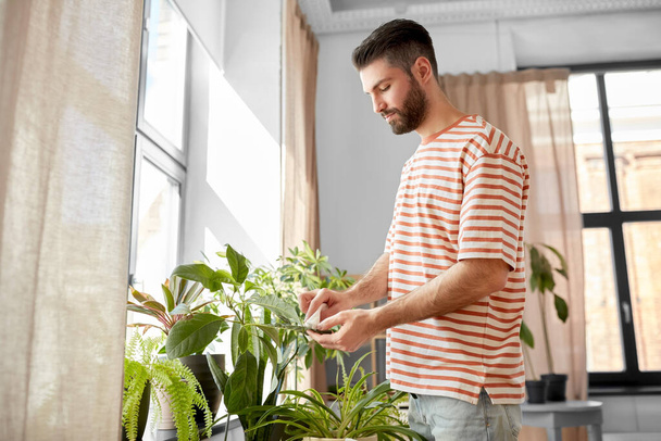 people, housework and care concept - happy man with tissue cleaning houseplants leaves at home - Foto, Bild