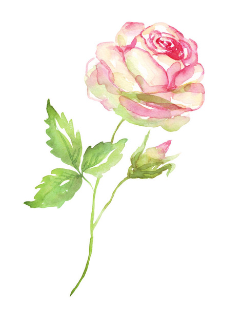 Watercolor rose. Hand-painted clipart. Isolated - Fotoğraf, Görsel