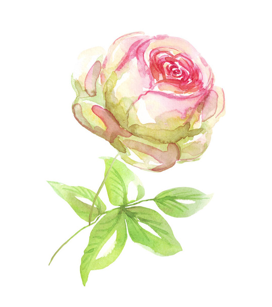 Watercolor rose. Hand-painted clipart. Isolated - Фото, изображение