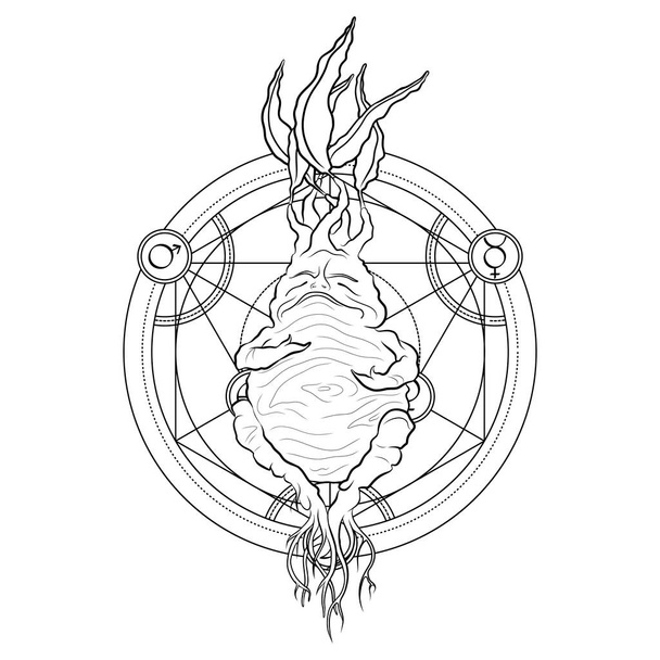 Hand drawn Mandrake with alchemycal circle and symbols. Mystical magic vector illustration on white background. Esoteric, occultism, spirituality. Tatoo. Witchcraft - Vecteur, image