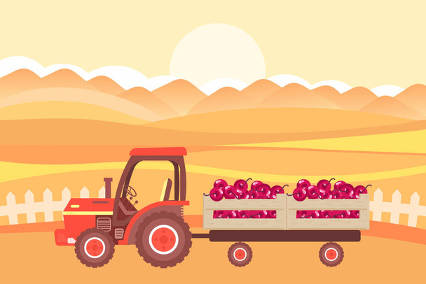 Un tractor agrícola con un remolque y cajas de fruta contra el telón de fondo de los campos y la puesta del sol. El concepto de transporte agrícola. Ilustración, vector - Vector, imagen