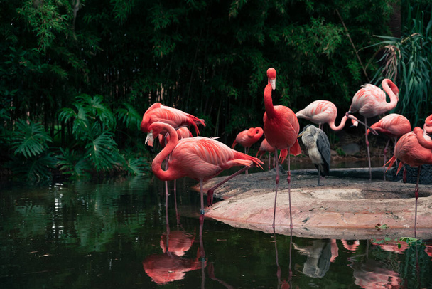Стая розовых американских фламинго возле маленького пруда. - Фото, изображение