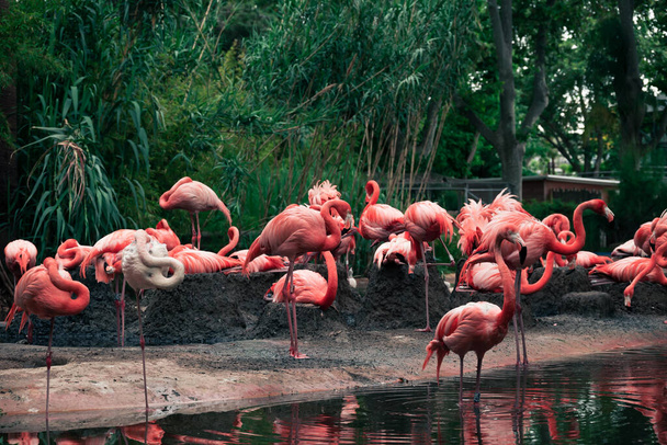 A flock of pink American flamingos near a small pond. - Photo, image