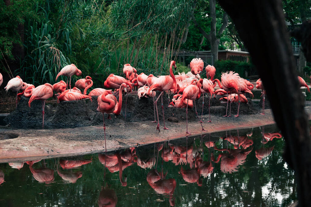 A flock of pink American flamingos near a small pond. - Photo, image