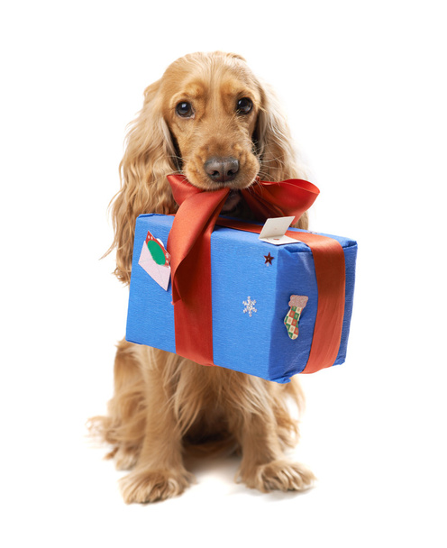  dog breed English Spaniel gives a gift - Photo, Image