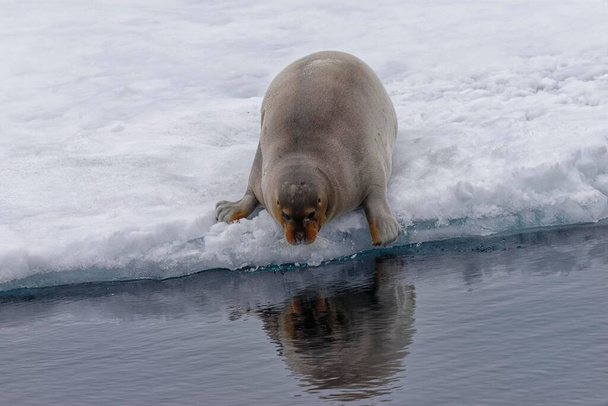 Bearded Seal (Erignathus barbatus) entering the water, Spitsbergen Island, Svalbard Archipelago, Norway, Europe - Fotoğraf, Görsel